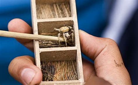 fighting spiders philippines|Spider Fighting and Gambling in the Philippines.